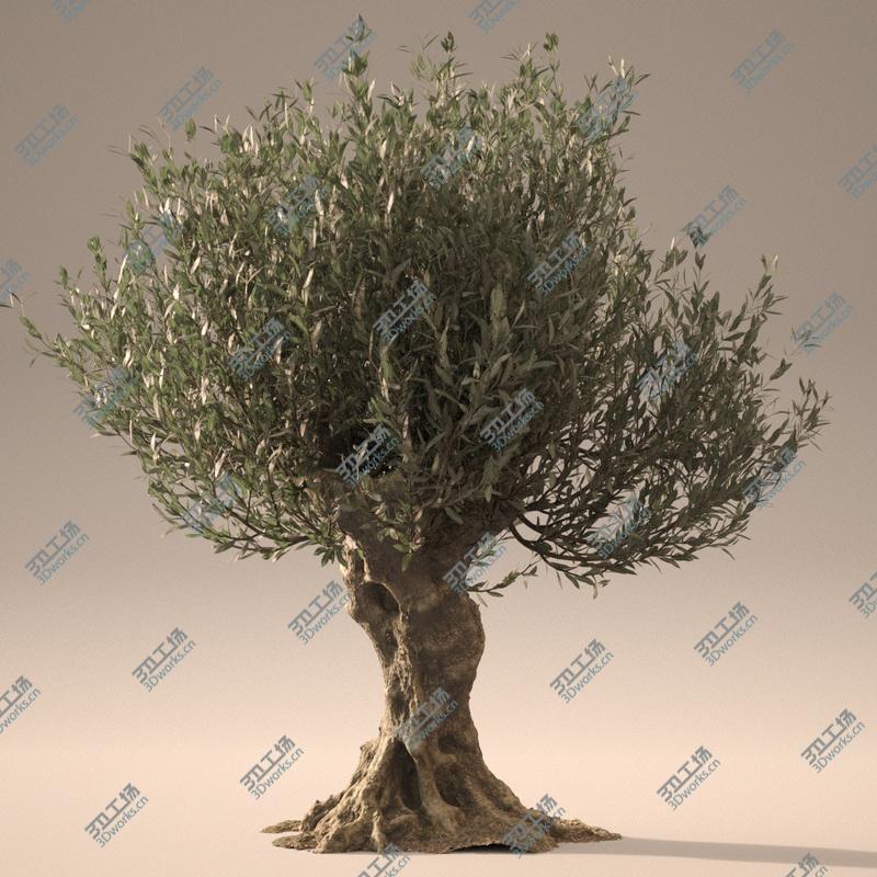 images/goods_img/20210313/3D Animated Photorealistic Olive Trees model/4.jpg